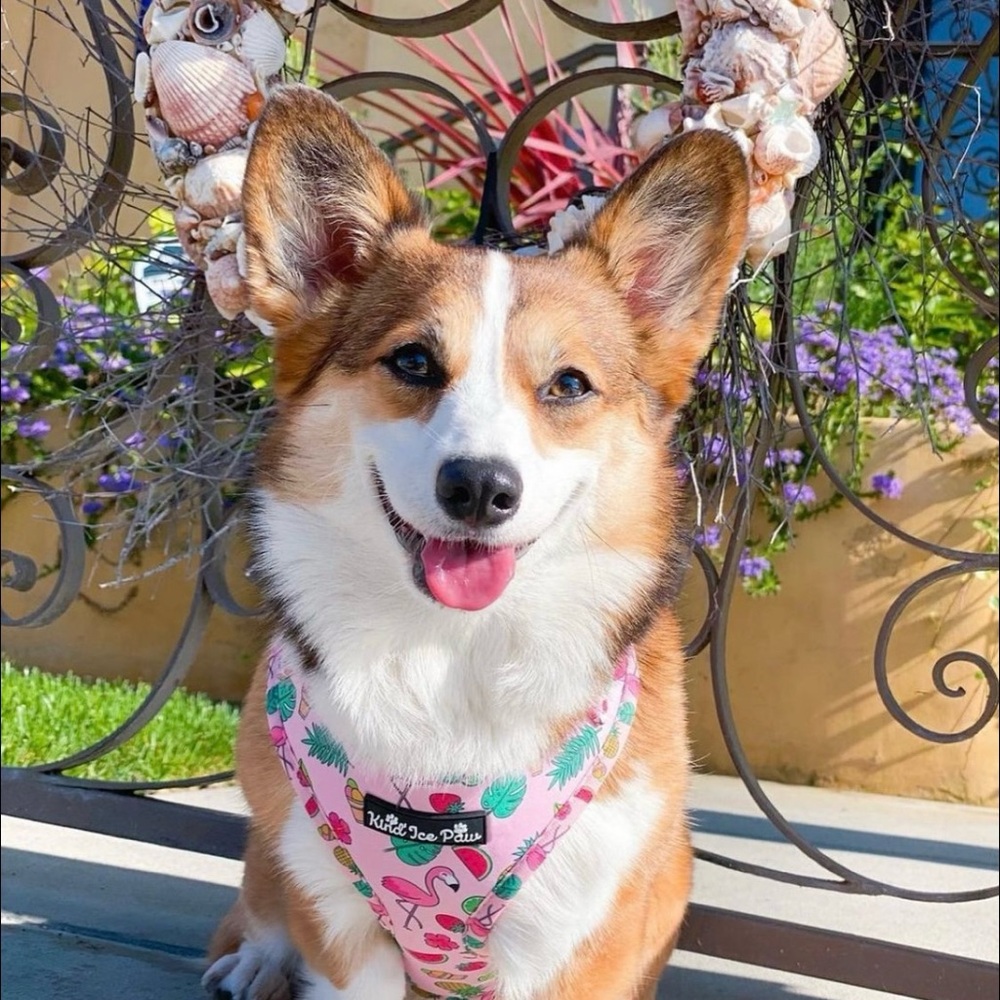 💖 NEW Coquette Pink Dog Harness | XS | Trendy & Comfy! - Picture 7 of 8